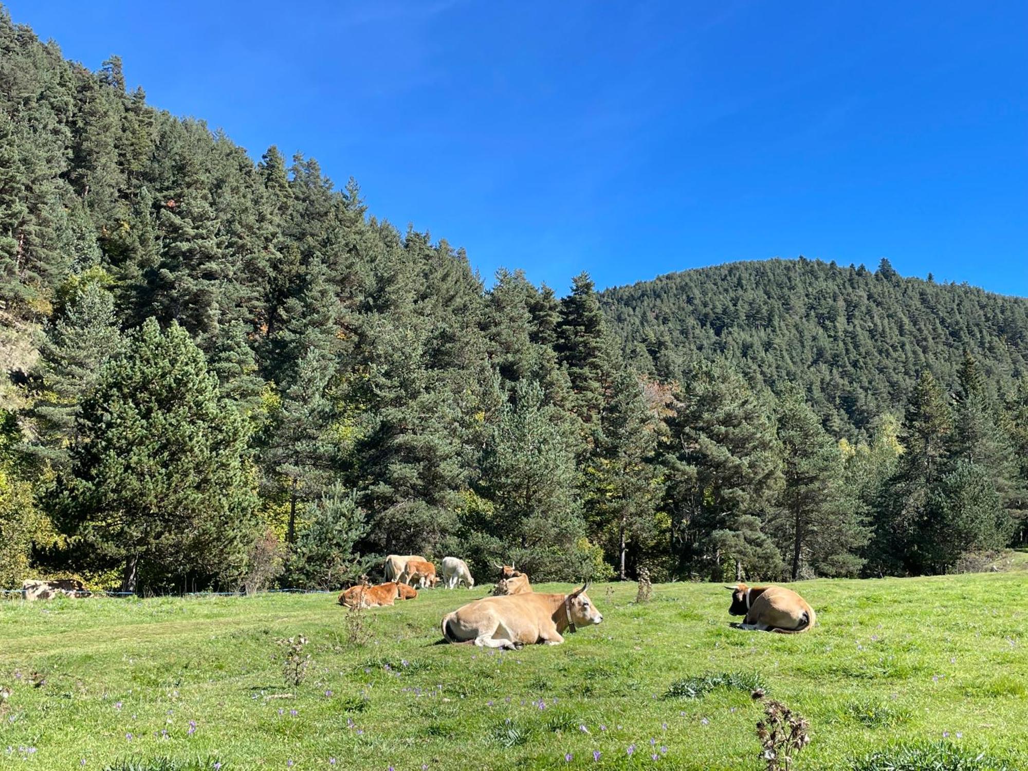 Apartamento Dalia La Molina  Exteriér fotografie